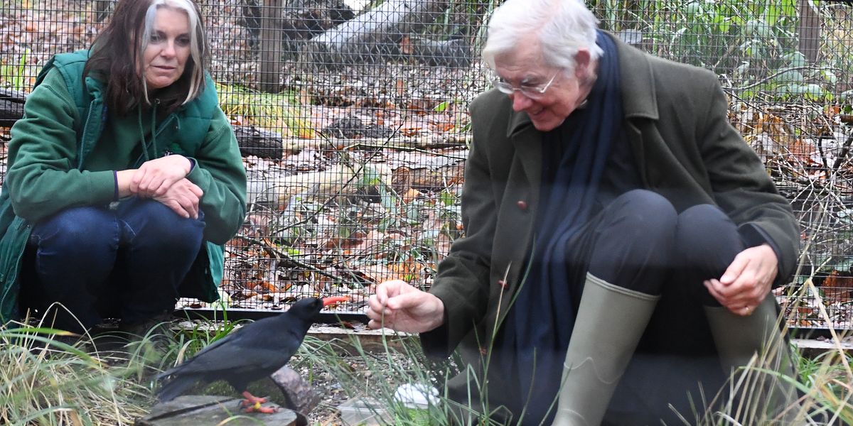 Archbishop of Canterbury supports groundbreaking project to reintroduce iconic bird linked to St Thomas Becket