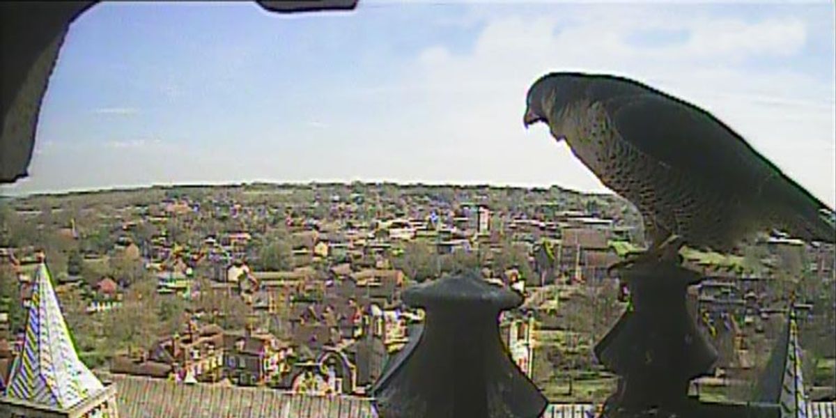 Falcon Cam Captures Birds Eye View Canterbury Cathedral