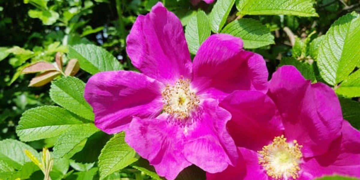 Open Gardens Weekend