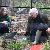 Archbishop of Canterbury supports groundbreaking project to reintroduce iconic bird linked to St Thomas Becket (post)