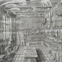 Dr. Worm’s ‘Wonder-room’: or an early modern museum of antiquities and curiosities… (picture-this)