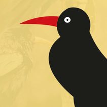 Easter Chough Activity with Wildwood (event)